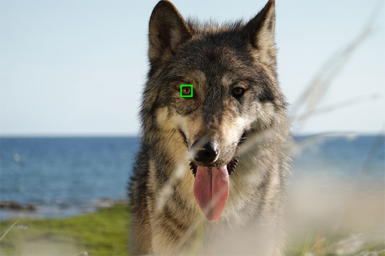 動物實時眼部對焦功能